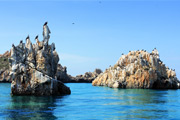 Aves sobre piedras en parque nacional mochima Venezuela